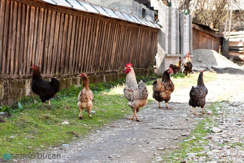 O privire asupra chicken road joc