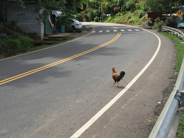 Chicken road online, chicken road casino