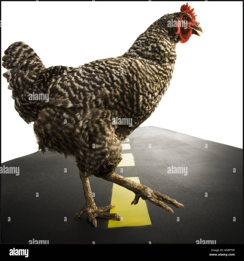 ¿Qué es el Juego de la Ruta de la Pechuga: Una Guía para Jugar en España, juego chicken road