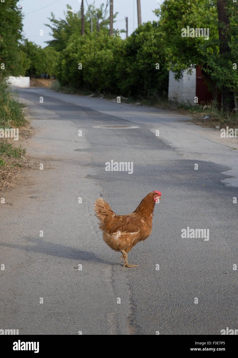 Chicken road spel - De Verborgen Schatten van het Legendarische Speelgoed Chicken Road ontdekt